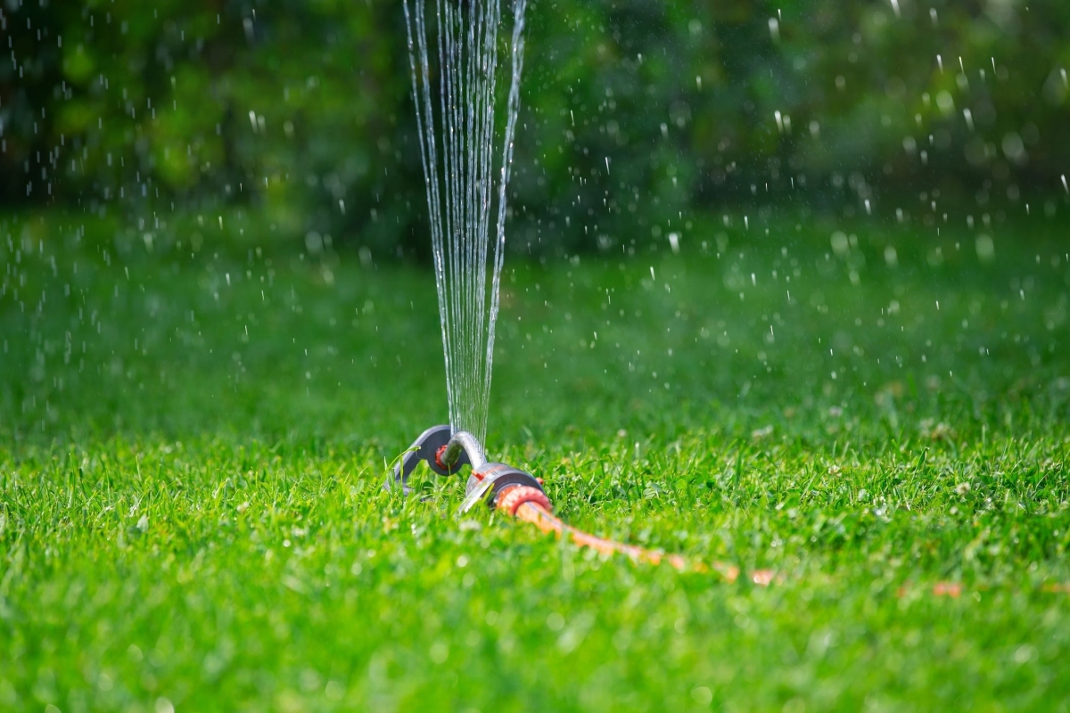 Gazon sproeien in de zomer tegen droogte